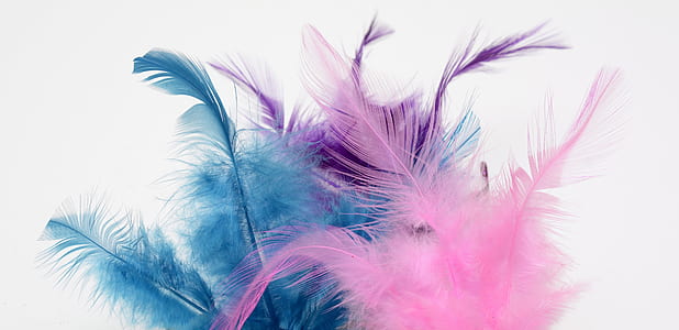 photograph of pink, purple, and blue feather thumbnail