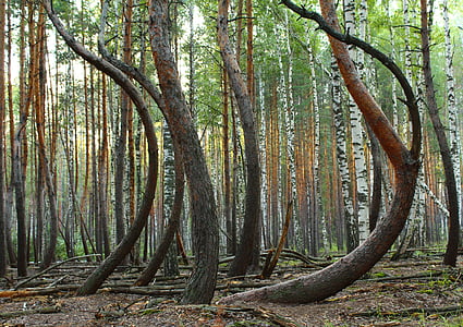 landscape photograph of forest thumbnail