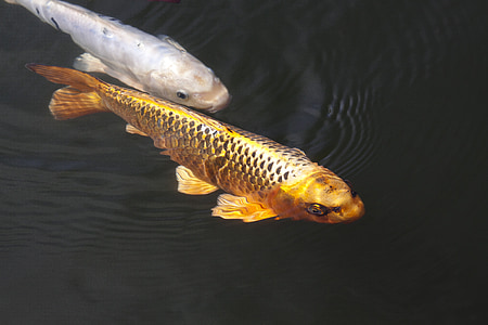 photography of two coi fish thumbnail