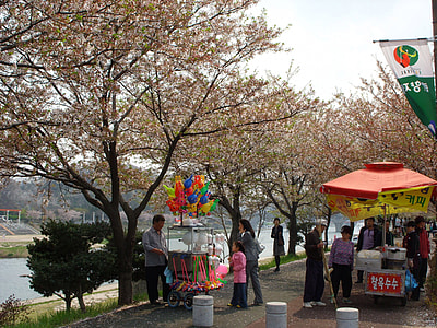 Yocheon River in spring with trees and flowers in Namwon, South Korea thumbnail