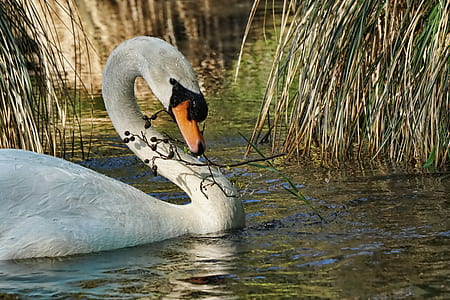 white swan on body of water thumbnail