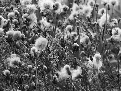 Meadow, Black And White thumbnail