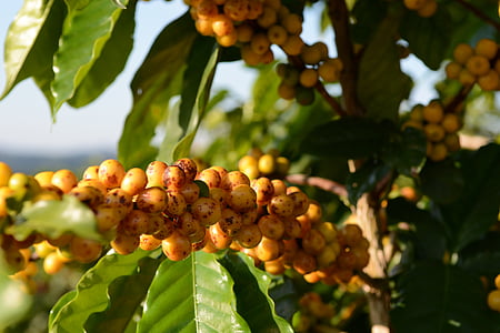 yellow fruits thumbnail