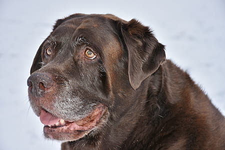 short coated brown dog thumbnail