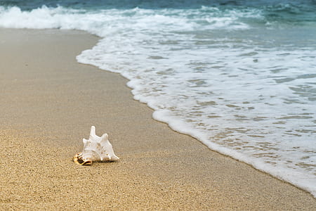 conch shell on beach thumbnail