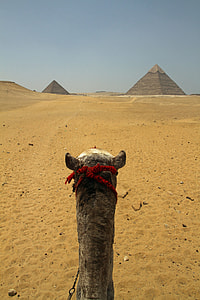 grey camel near pyramids thumbnail