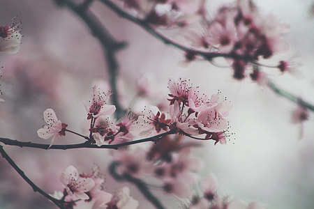Hanami thumbnail