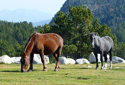 two brown and gray horses thumbnail