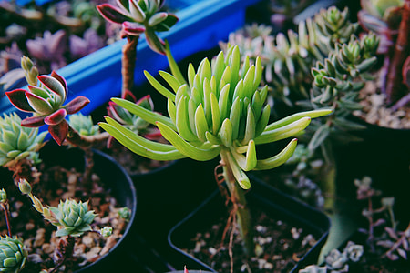 succulent plants thumbnail