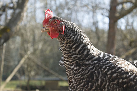 grey  and white hen during day thumbnail