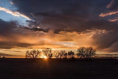 five black bare trees thumbnail