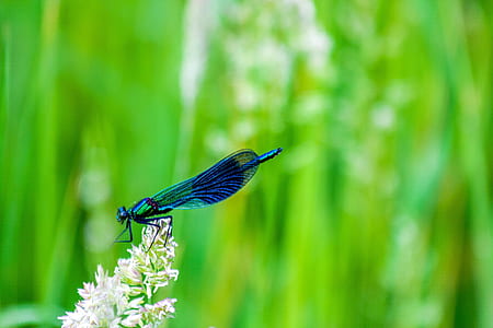 blue damselfly perched on white petaled flower selective focus photography thumbnail
