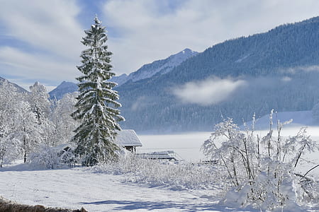 green pine tree near house covered with snow thumbnail
