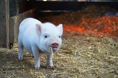 white piglet near wooden wall thumbnail