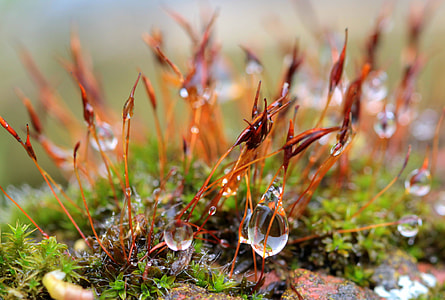 shallow focus photography of red and orange plants with water droplets thumbnail