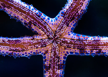 macro photography of star fish thumbnail