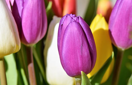 close-up photo of purple tulip flowers thumbnail