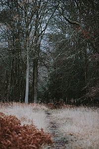 green forest tree photography thumbnail
