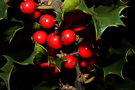 ripe berries lot thumbnail