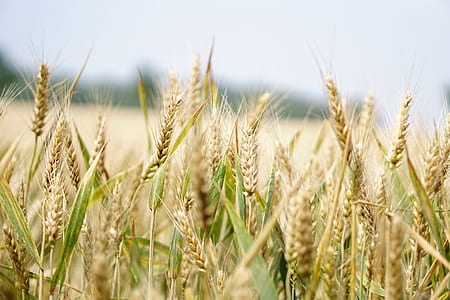 closeup photography of wheat thumbnail