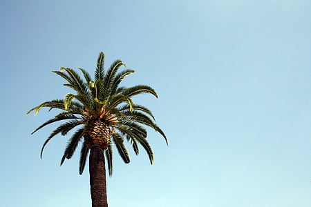 green palm tree thumbnail