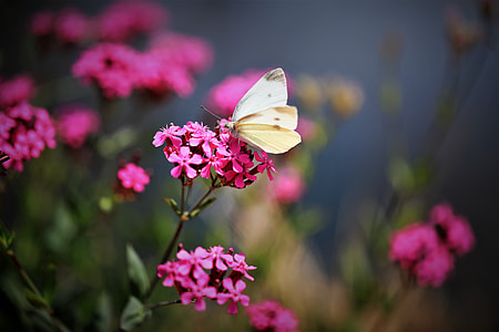 butterfly perched on flower during day thumbnail