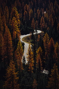 Asphalt Road Between Brown Trees thumbnail