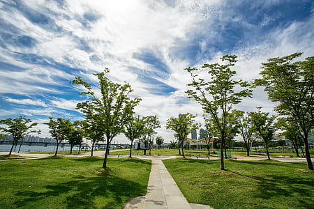 green trees under white cirrus clouds thumbnail