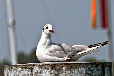 white and gray bird pearch on board thumbnail