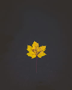 yellow maple leaf in close-up photography thumbnail