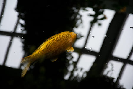 yellow fish in body of water thumbnail