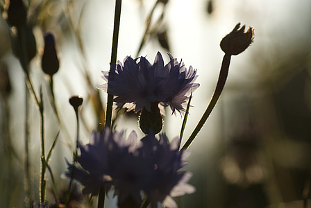 purple cornflowers in selective focus photography thumbnail