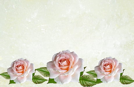three pink petaled roses thumbnail