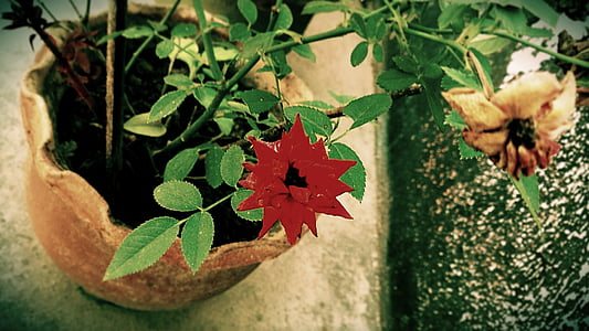 red rose close-up photo thumbnail
