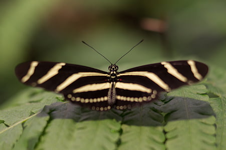 selective focus photography of zebra longwing butterfly perched on green plant leaf thumbnail