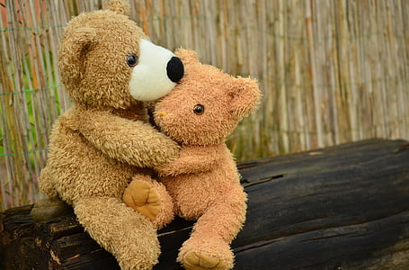 two brown bear hug each other thumbnail