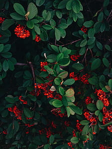 green leafed plant with red flowers thumbnail