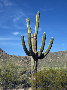 green cactus on green grass field thumbnail