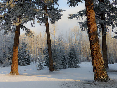 landscape photo of snow-coated forest photo taken during daytime thumbnail