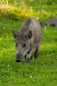 brown pig walking on grass thumbnail