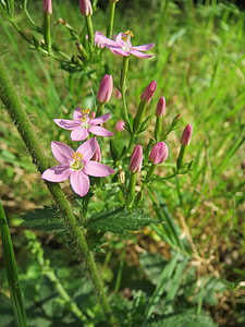 Centaurium Erythraea, Common Centaury thumbnail