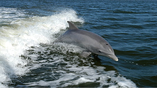 gray dolphin jumping on water thumbnail