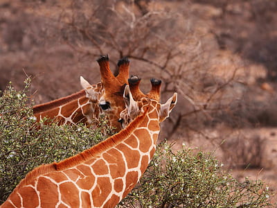 photo of two giraffes near green leaf tree thumbnail