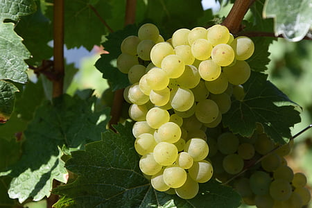ripe Muscat grape fruit on tree branch thumbnail