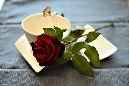 close shot of red rose thumbnail