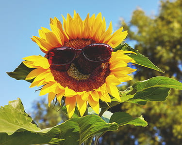 sunglasses on sunflower at daytime thumbnail