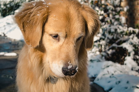 Adult Golden Retriever Close-up Photo thumbnail