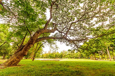 Worm's Eyeview of Tall Tree Under a Gray Sky thumbnail