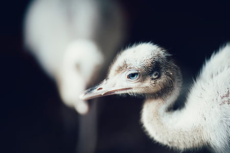 selective focus photography of chick thumbnail