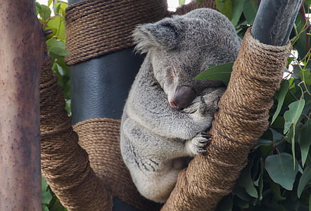 gray koala lying on black tree branch thumbnail